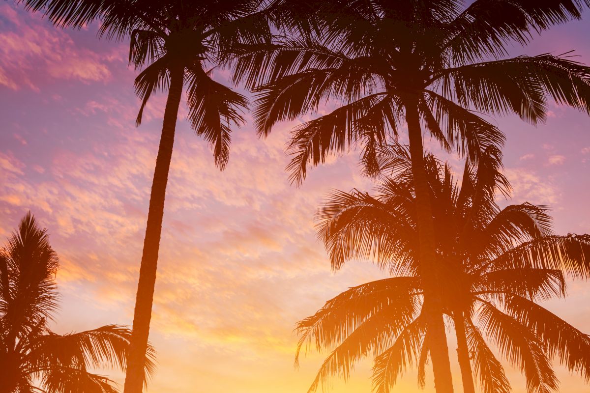 The image shows tall palm trees silhouetted against a vibrant sunset with a colorful sky in the background.